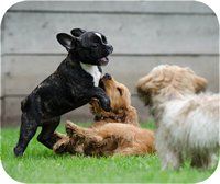 Hundezucht Hundezucht