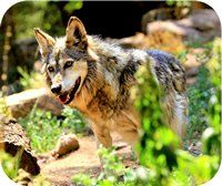 In Zoos und Wildparks (Aufzucht / Rekonvaleszenz) In Zoos und Wildparks (Aufzucht / Rekonvaleszenz)