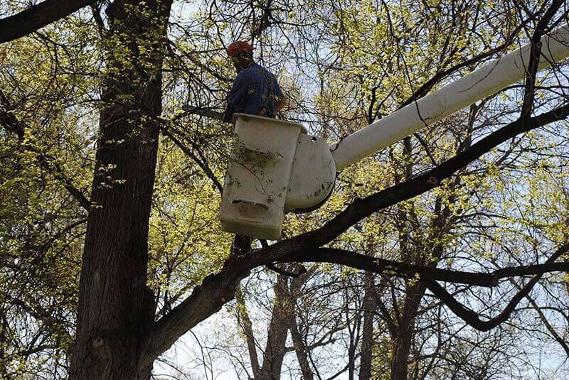 trimming — tree care in Pocatello ID