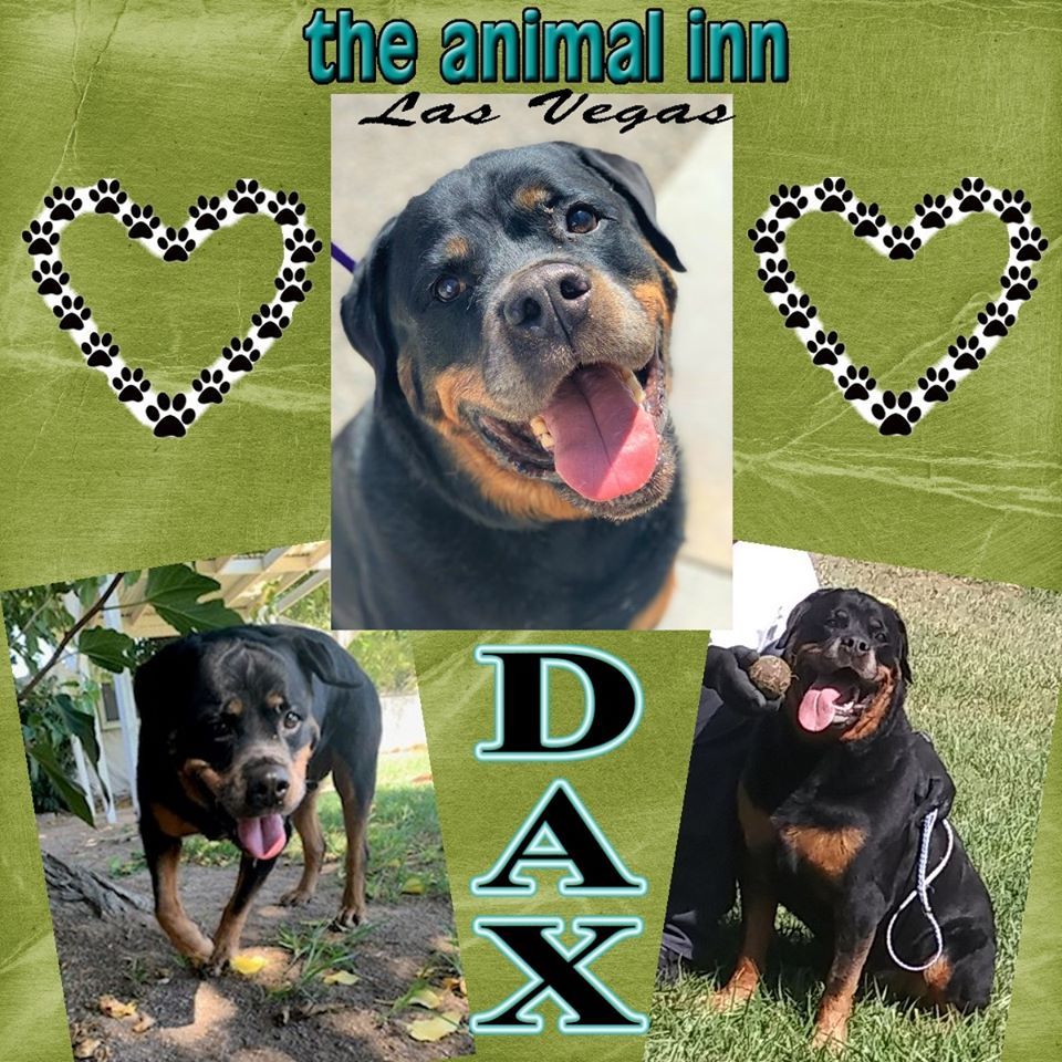 Dax — Las Vegas Strip, NV — The Animal Inn