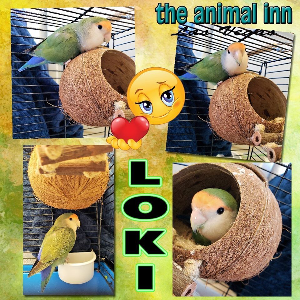 Loki the Bird — Las Vegas Strip, NV — The Animal Inn