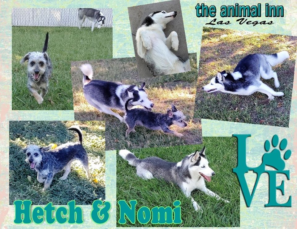 Hetch and Nomi — Las Vegas Strip, NV — The Animal Inn