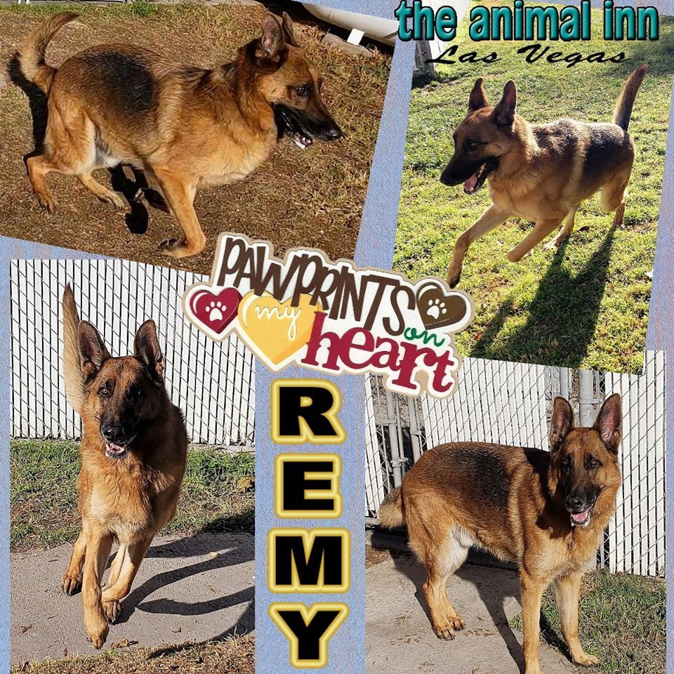 Remy — Las Vegas Strip, NV — The Animal Inn