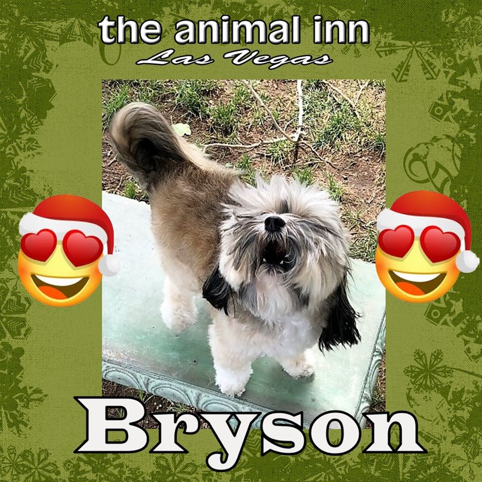 Bryson — Las Vegas Strip, NV — The Animal Inn
