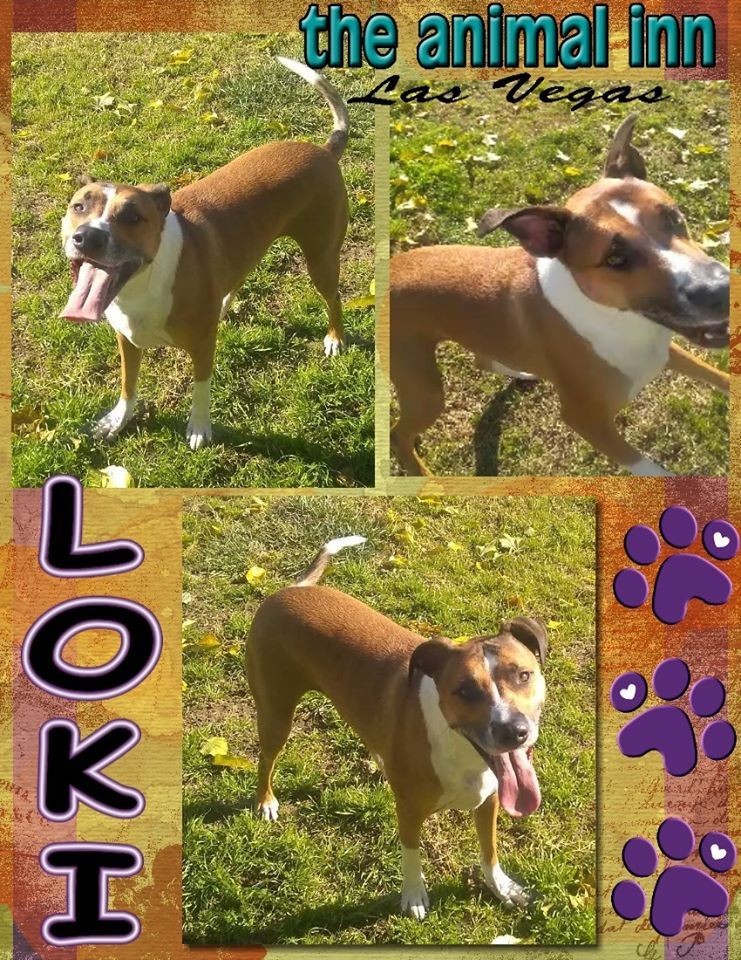 Loki — Las Vegas Strip, NV — The Animal Inn