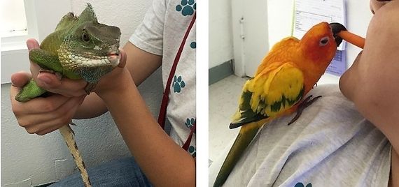 Reptile and Bird Care — Las Vegas, NV — The Animal Inn