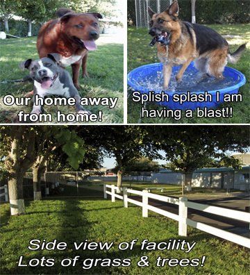 Animal Inn Facility — Las Vegas, NV — The Animal Inn Animal Inn Facility — Las Vegas, NV — The Animal Inn