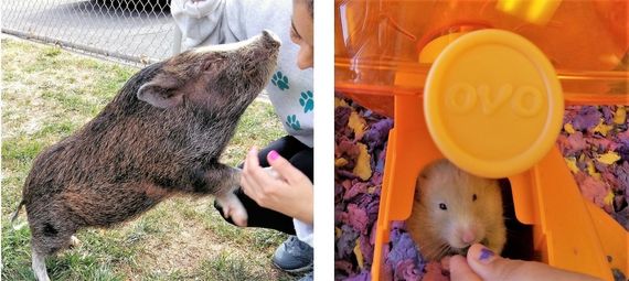 Pig and Rodent Care — Las Vegas, NV — The Animal Inn