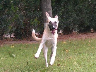 Dog Running in Grass Field — Las Vegas Strip, NV — The Animal Inn