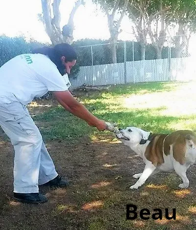Dog Tug Play — Las Vegas, NV — The Animal Inn