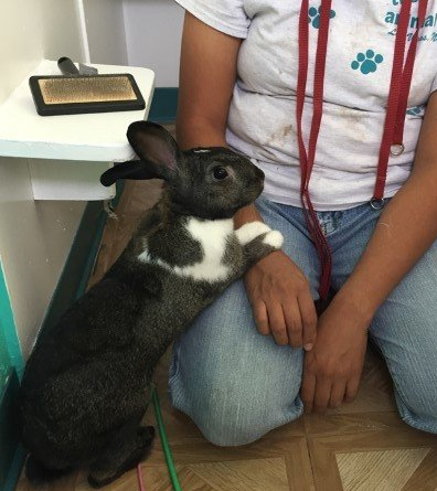 Rabbit Boarding — Las Vegas, NV — The Animal Inn