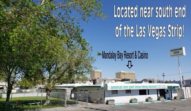 Animal Inn Location — Las Vegas, NV — The Animal Inn