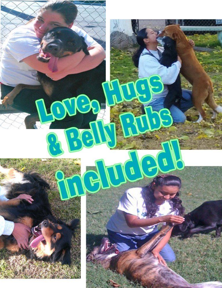 Dog Hugs Belly Rubs — Las Vegas, NV — The Animal Inn Dog Hugs Belly Rubs — Las Vegas, NV — The Animal Inn