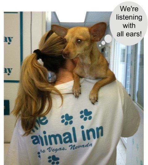 Dog Ear Cleaning — Las Vegas, NV — The Animal Inn Dog Ear Cleaning — Las Vegas, NV — The Animal Inn