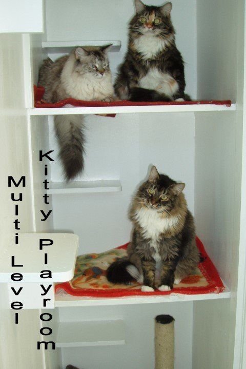 Kitty Playroom — Las Vegas, NV — The Animal Inn Kitty Playroom — Las Vegas, NV — The Animal Inn