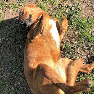 Dog Lying on the Ground — Las Vegas Strip, NV — The Animal Inn