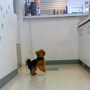 Dog Looking Up — Las Vegas Strip, NV — The Animal Inn