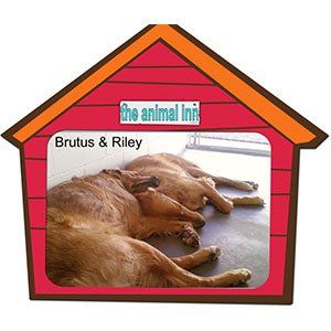 Brutus & Riley — Las Vegas Strip, NV — The Animal Inn