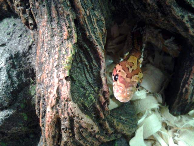Pet Snake Boarding — Las Vegas Strip, NV — The Animal Inn