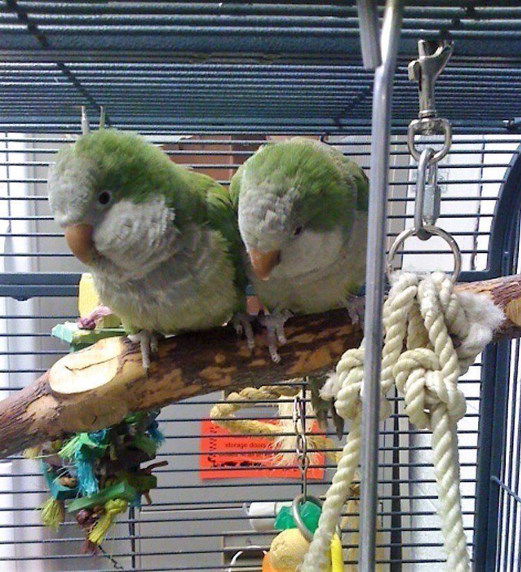 Domestic Birds — Las Vegas Strip, NV — The Animal Inn
