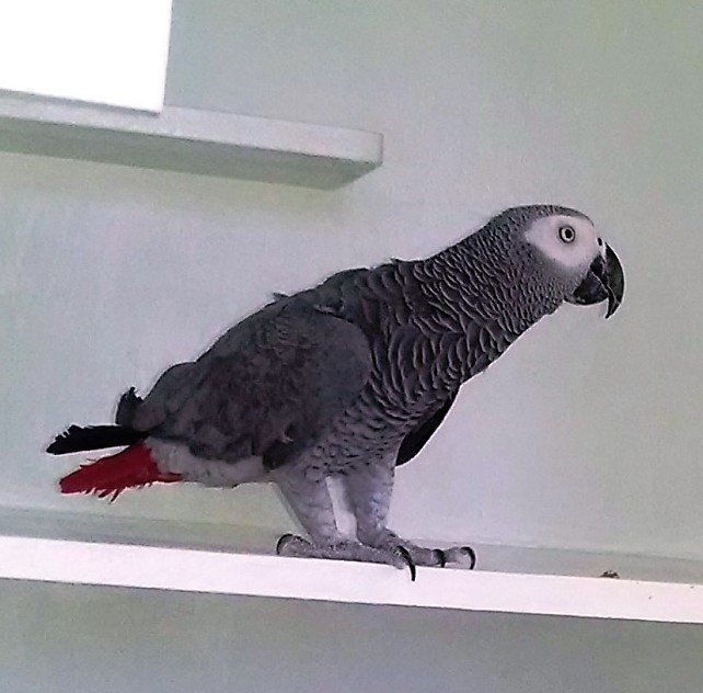 Grey Parrot — Las Vegas Strip, NV — The Animal Inn