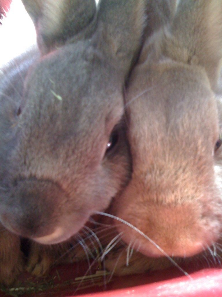 Domestic Rabbits — Las Vegas Strip, NV — The Animal Inn