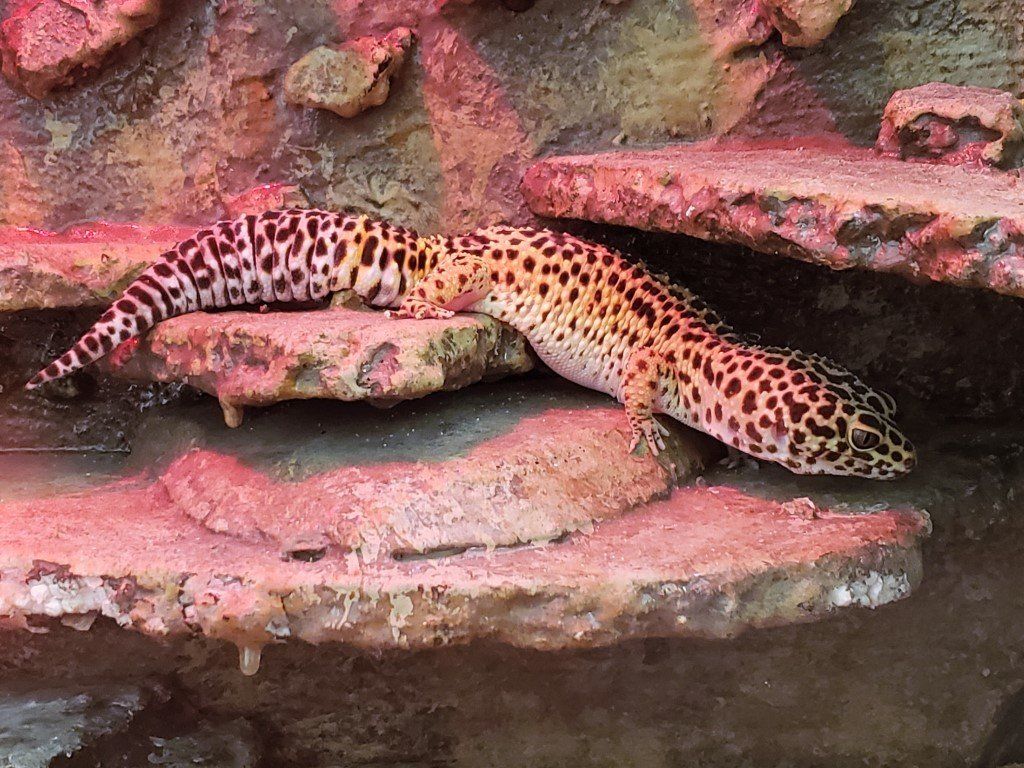 Domestic Reptile — Las Vegas Strip, NV — The Animal Inn