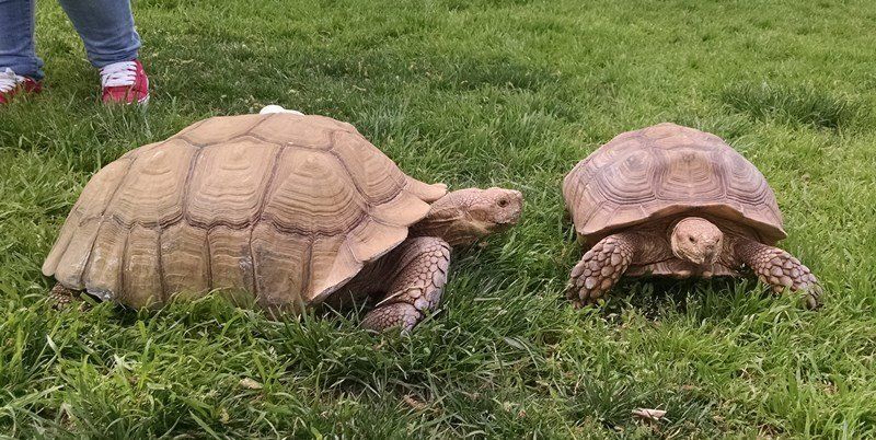 Pet Turtles — Las Vegas Strip, NV — The Animal Inn