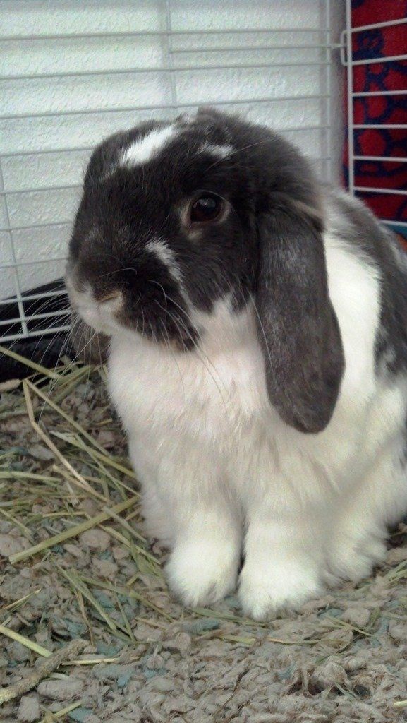 White Rabbit with Black Marks — Las Vegas Strip, NV — The Animal Inn
