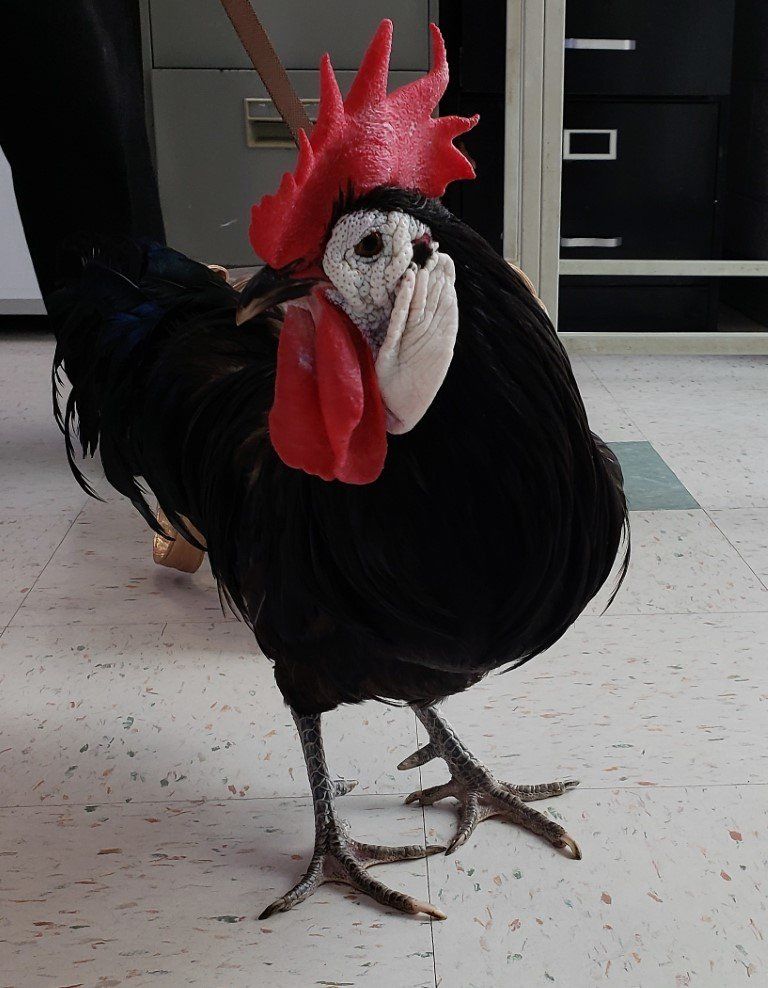 Turkey — Las Vegas Strip, NV — The Animal Inn