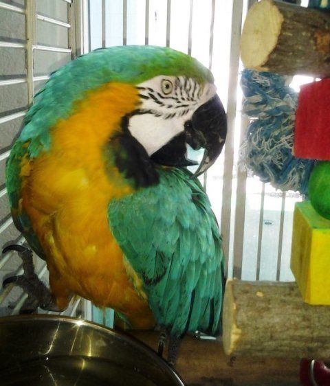 Domesticated Bird — Las Vegas Strip, NV — The Animal Inn