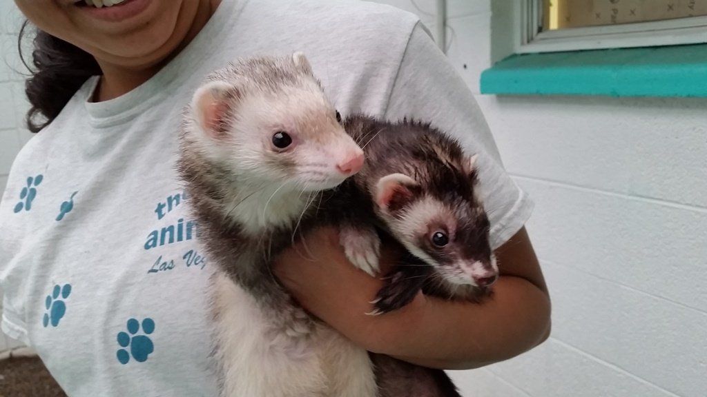 Pet Ferrets — Las Vegas Strip, NV — The Animal Inn