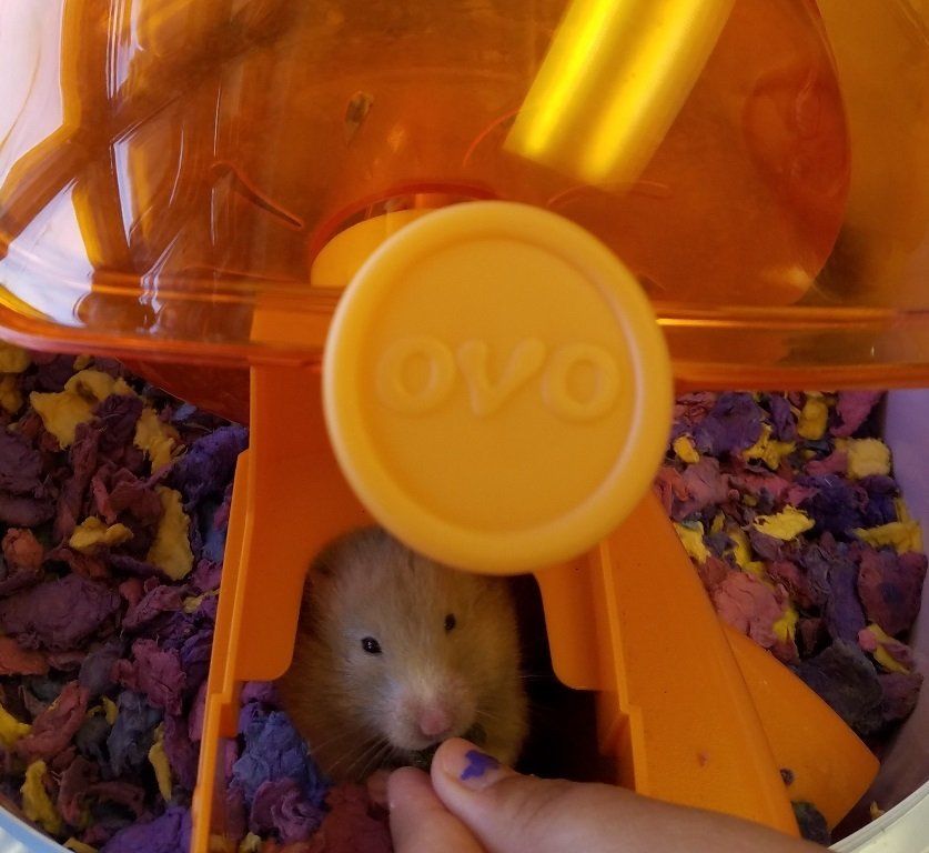 Eating Hamster — Las Vegas Strip, NV — The Animal Inn
