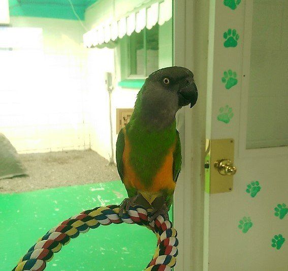 Pet Bird Boarding — Las Vegas Strip, NV — The Animal Inn