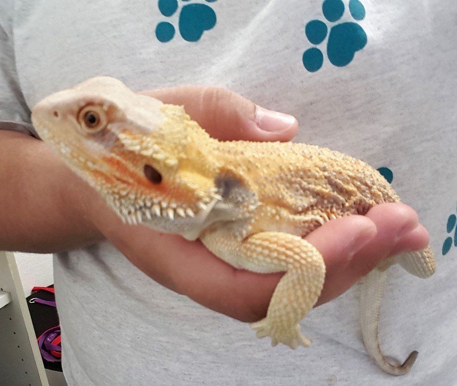 Pet Agama — Las Vegas Strip, NV — The Animal Inn