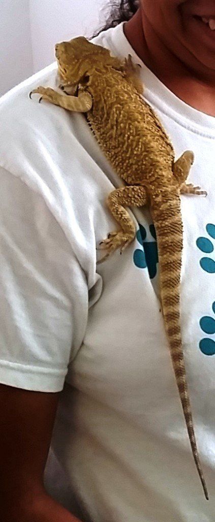 Agama Clinging on a Shirt — Las Vegas Strip, NV — The Animal Inn