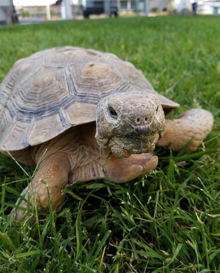 Turtle on a Grass — Las Vegas Strip, NV — The Animal Inn