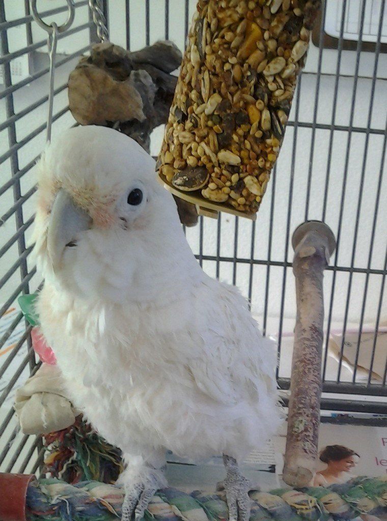 White Pet Bird — Las Vegas Strip, NV — The Animal Inn