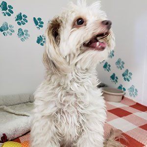 White Dog — Las Vegas Strip, NV — The Animal Inn