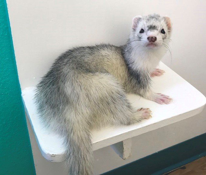 White Ferret — Las Vegas Strip, NV — The Animal Inn