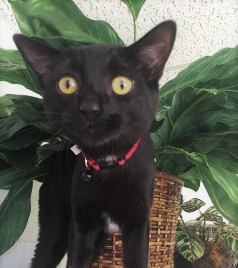Social Cat — Las Vegas, NV — The Animal Inn