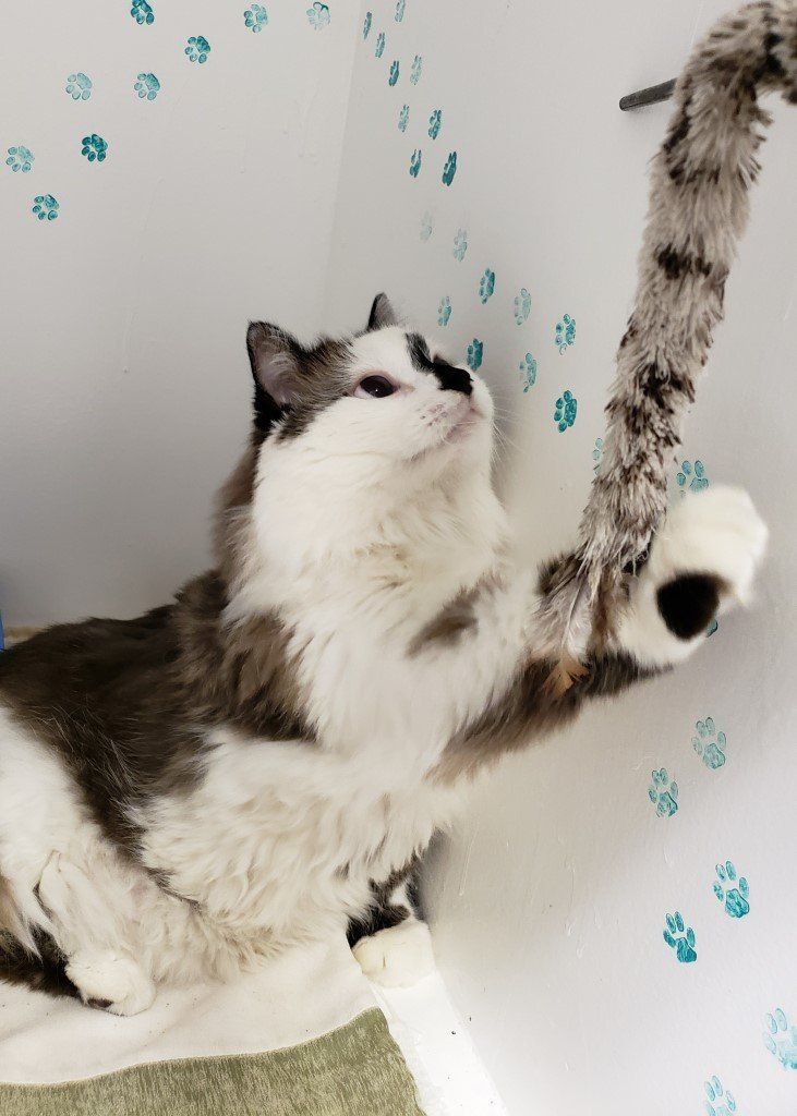 Cat Play — Las Vegas, NV — The Animal Inn