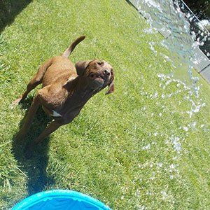 Dog Playing with Water Hose — Las Vegas Strip, NV — The Animal Inn