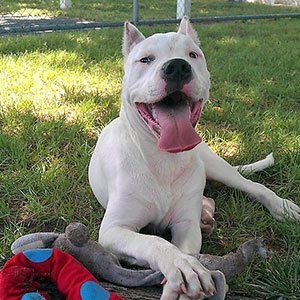 Happy Dog — Las Vegas Strip, NV — The Animal Inn