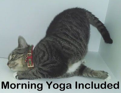 Cat Spa — Las Vegas, NV — The Animal Inn