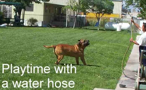 Dog Playing with Water Hose — Las Vegas, NV — The Animal Inn Dog Playing with Water Hose — Las Vegas, NV — The Animal Inn