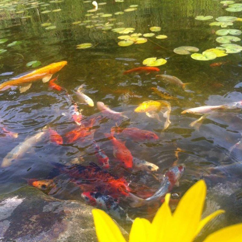 koi