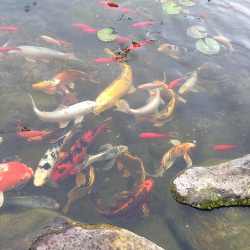 ponds koi