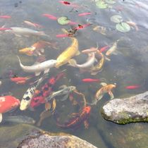 koi