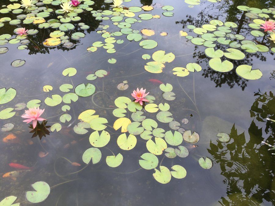 lotus top view
